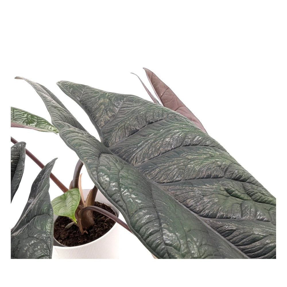 Alocasia scalprum | Samar Lance Alocasia_3_main