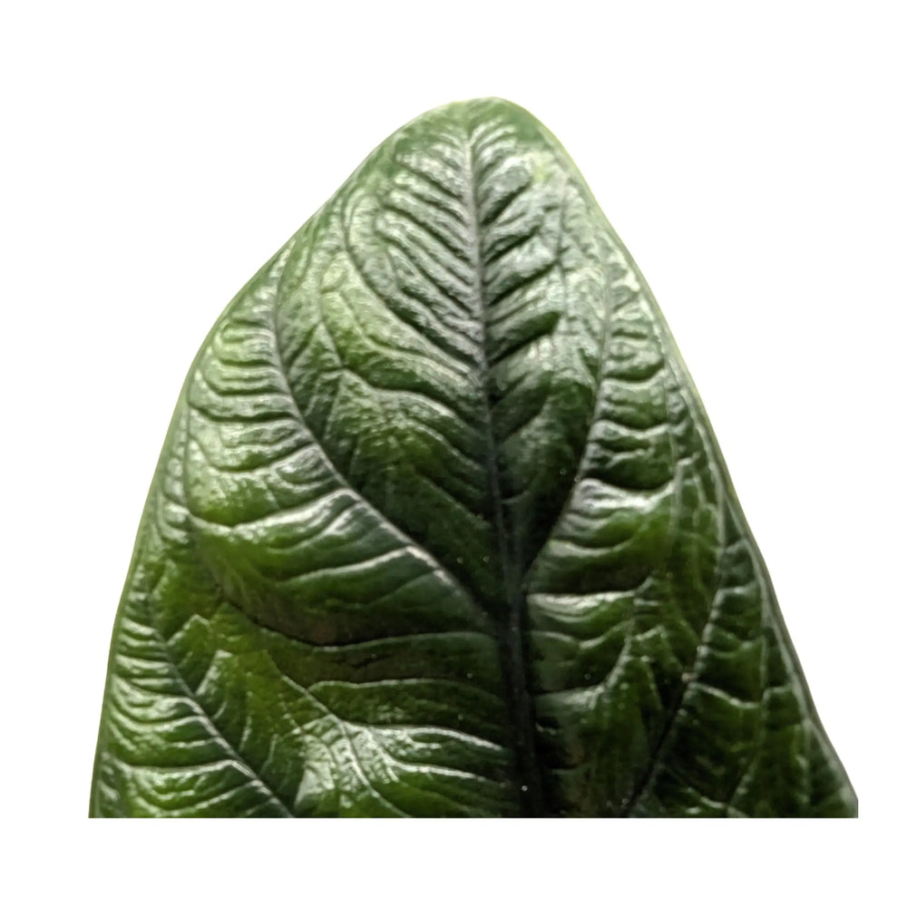 Alocasia scalprum | Samar Lance Alocasia_4_main