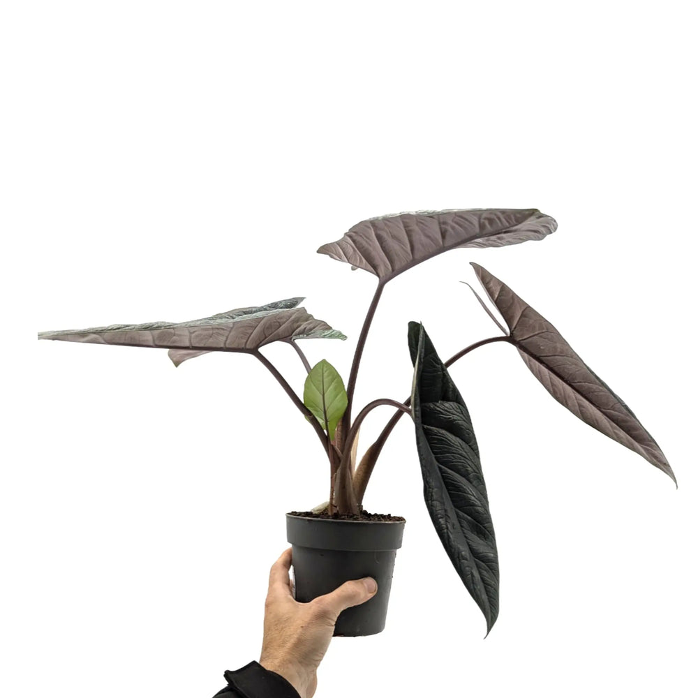 Alocasia scalprum | Samar Lance Alocasia_5_main