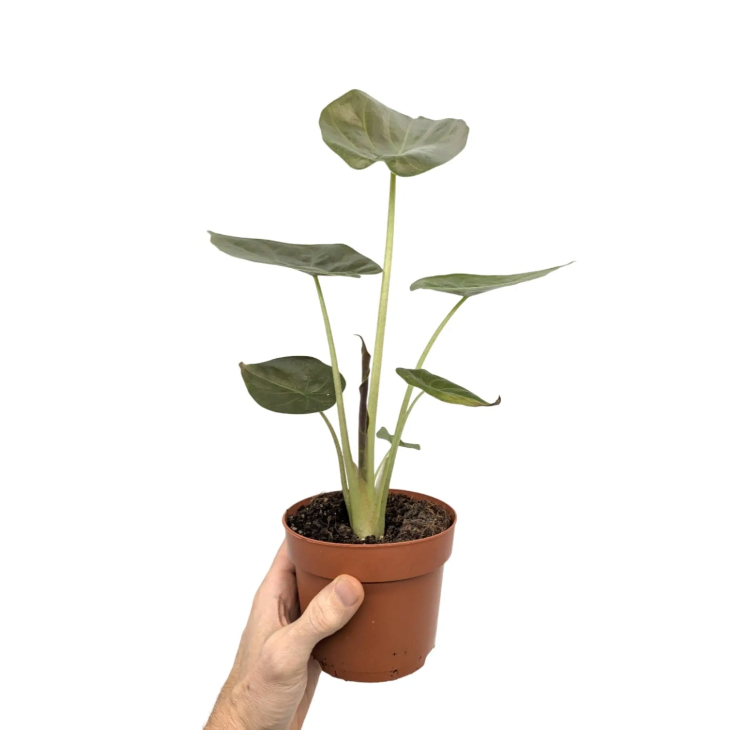 Alocasia wentii - Hardy Elephant Ear Leaf Culture