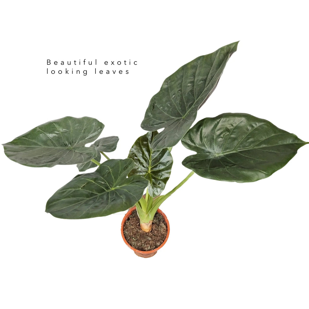 Alocasia wentii | Hardy Elephant Ear - Fast-Growing Houseplant_4_main