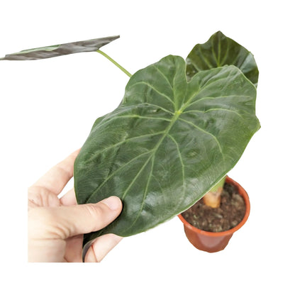 Alocasia wentii - Hardy Elephant Ear Oz