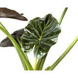Alocasia wentii - Hardy Elephant Ear Oz