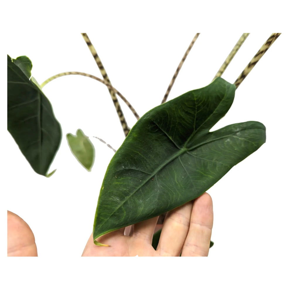 Alocasia zebrina - Elephants Ear_4_thumb