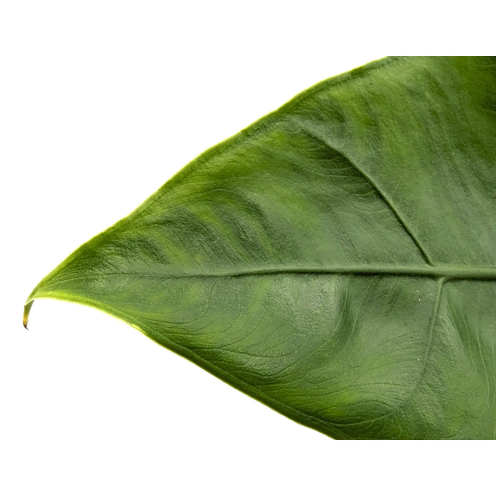 Alocasia zebrina - Elephants Ear_2_thumb