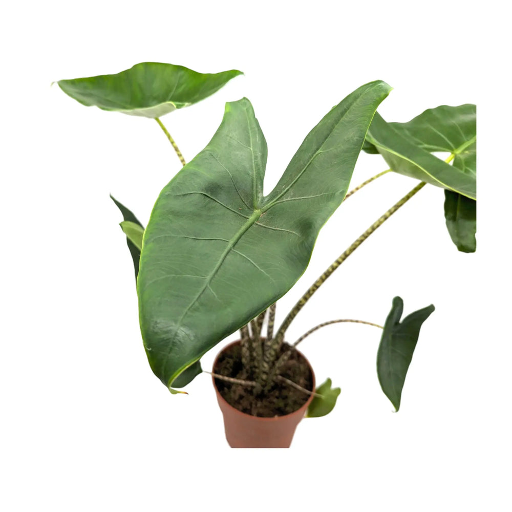 Alocasia zebrina - Elephants Ear_3_thumb
