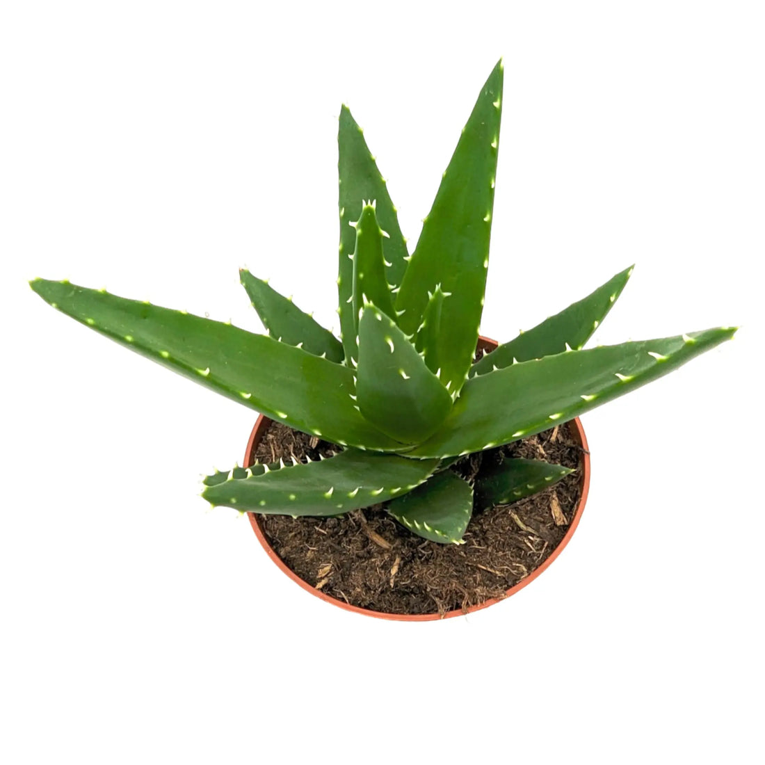 Aloe Perfolia - Rubble Aloe Leaf Culture