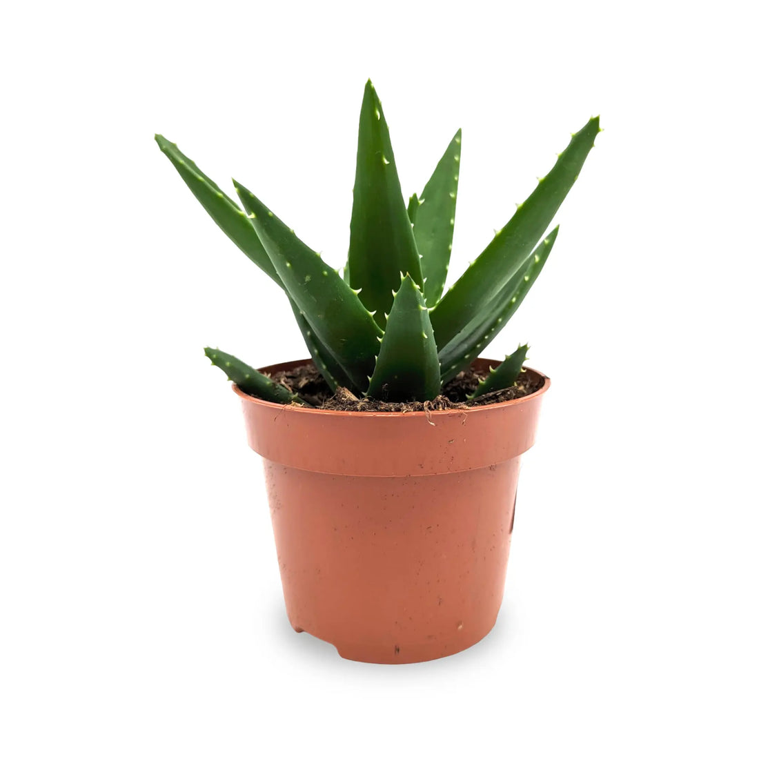Aloe Perfolia - Rubble Aloe Leaf Culture