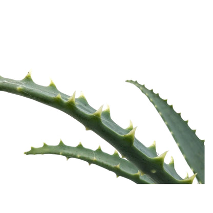 Aloe arborescens - Torch Aloe Oz