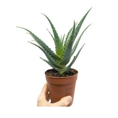 Aloe arborescens - Torch Aloe Oz