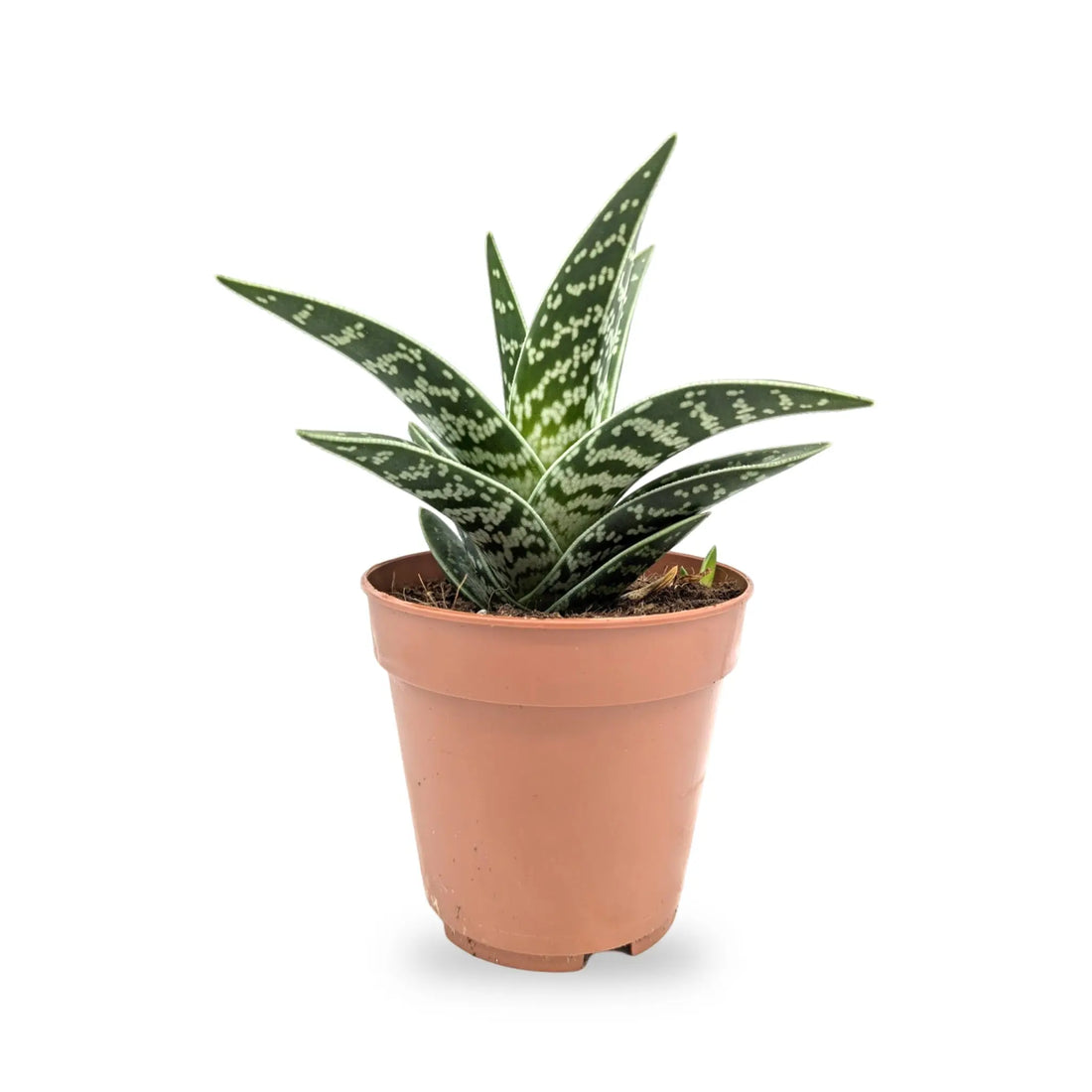 Aloe variegata | Tiger Aloe Leaf Culture