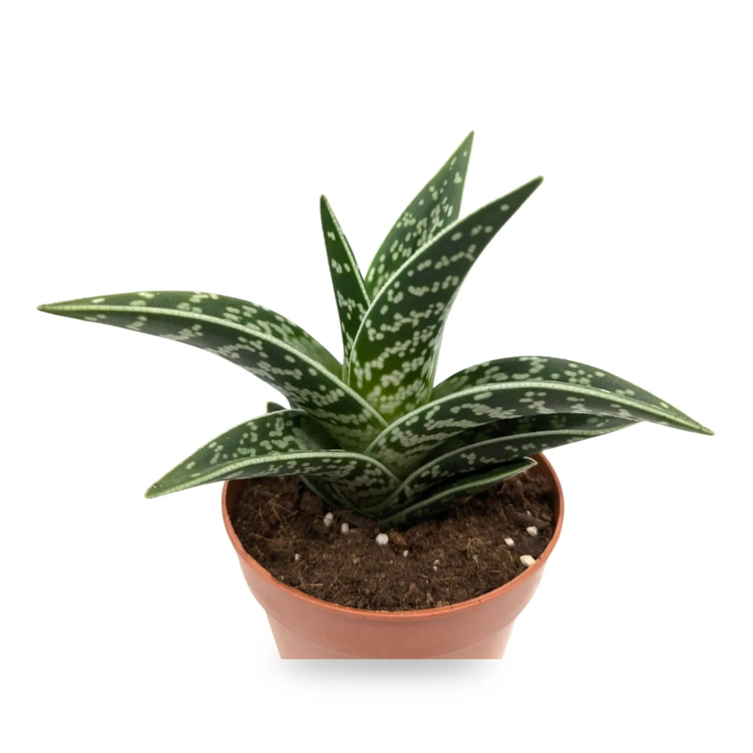 Aloe variegata | Tiger Aloe Leaf Culture