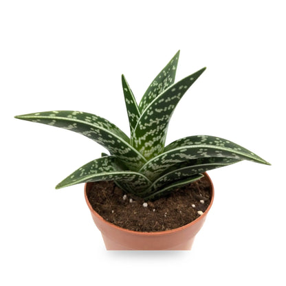 Aloe variegata | Tiger Aloe Leaf Culture