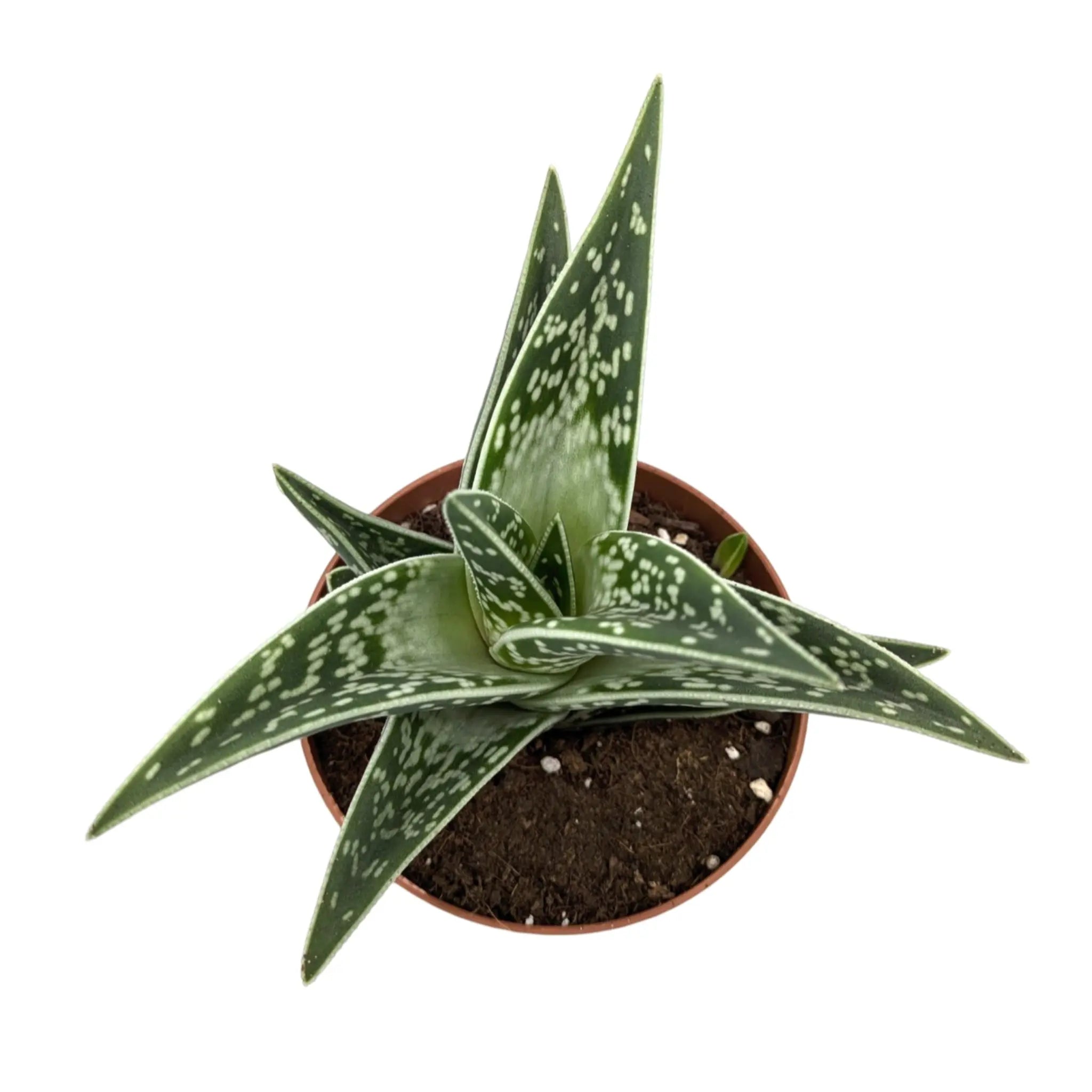 Aloe variegata | Tiger Aloe Leaf Culture