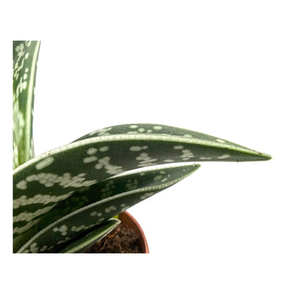 Aloe variegata | Tiger Aloe Leaf Culture