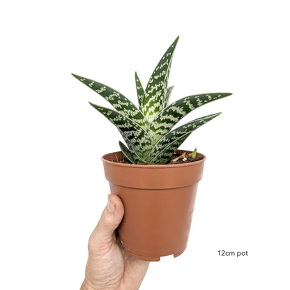 Aloe variegata | Tiger Aloe Leaf Culture