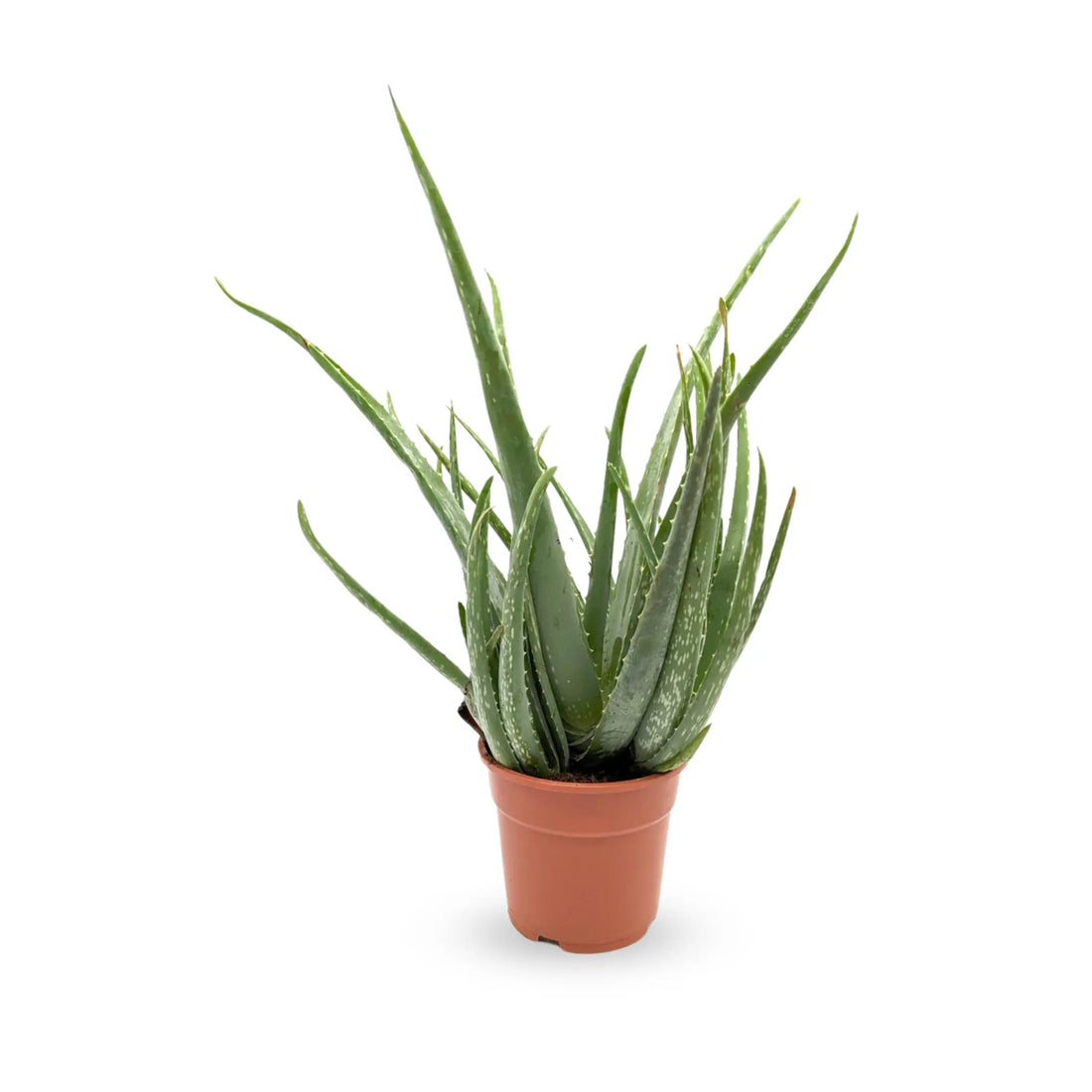 Aloe vera - Jade plant Leaf Culture