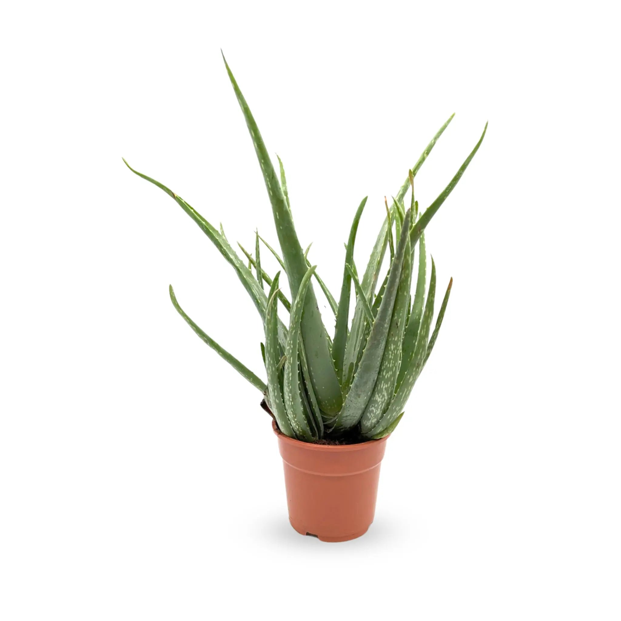 Aloe vera - Jade plant Leaf Culture