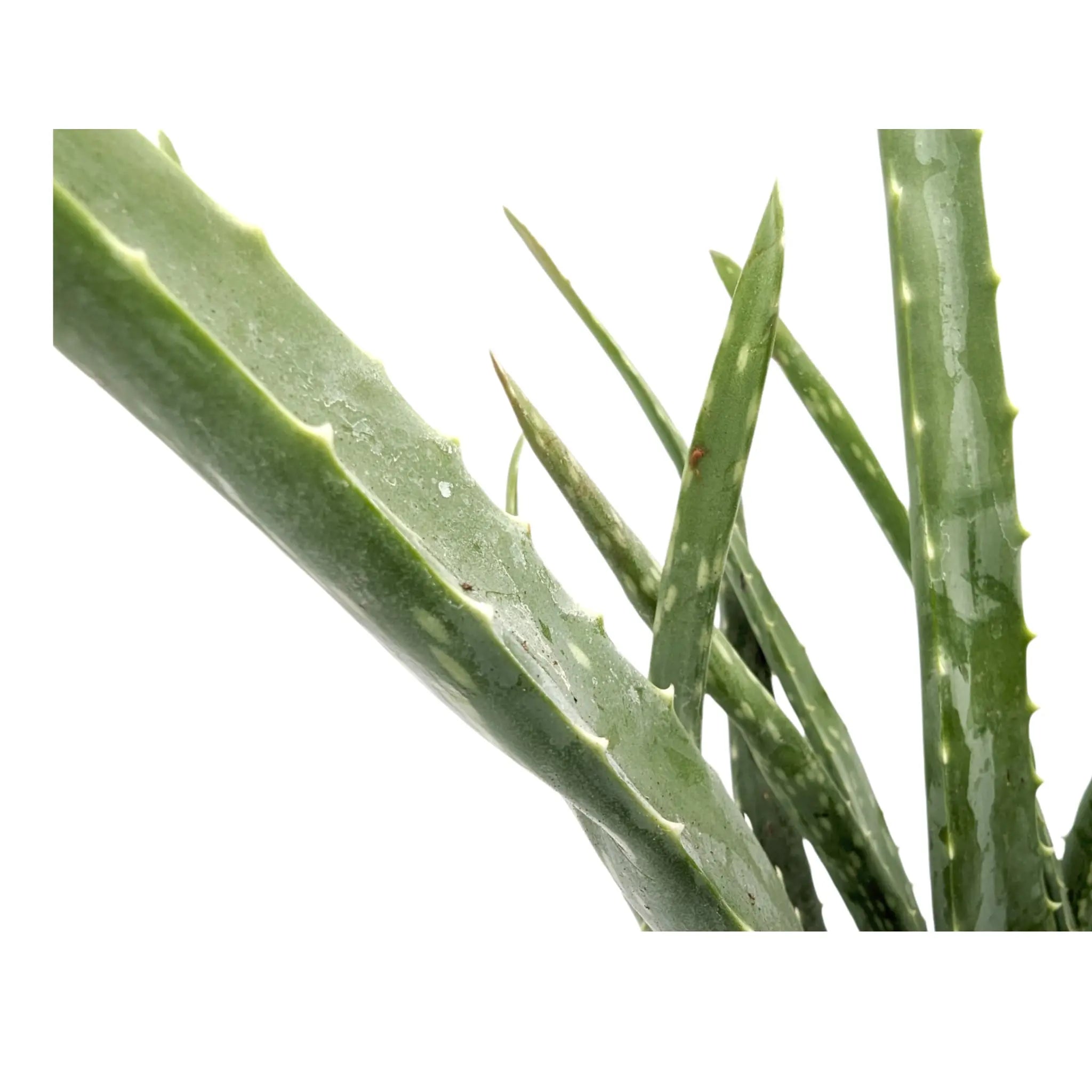 Aloe vera - Jade plant Leaf Culture