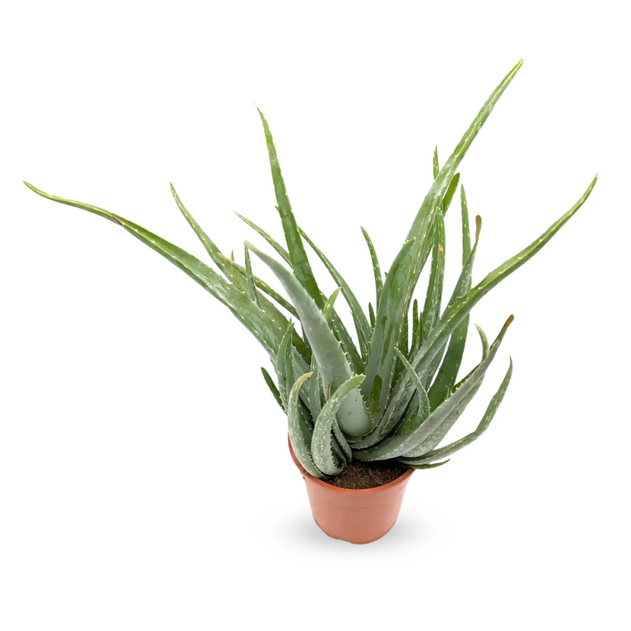 Aloe vera - Jade plant Leaf Culture