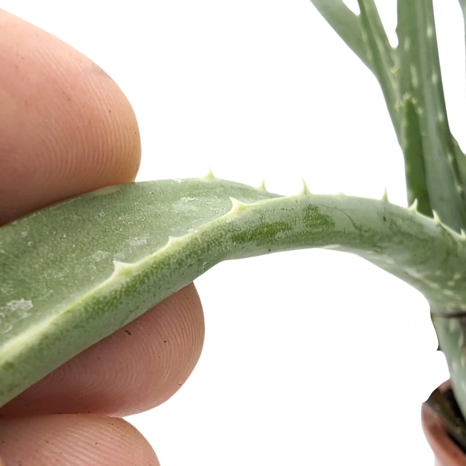 Aloe vera - Jade plant Leaf Culture