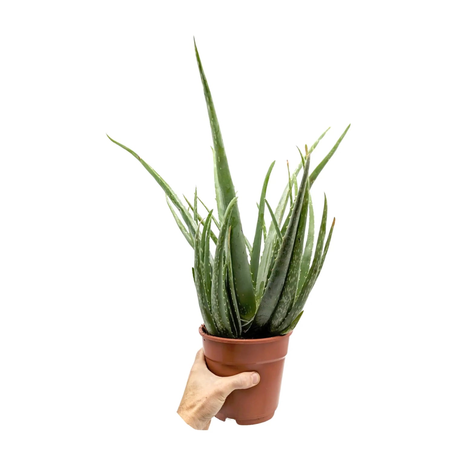 Aloe vera - Jade plant Leaf Culture