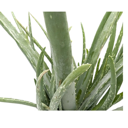 Aloe vera - Jade plant Leaf Culture