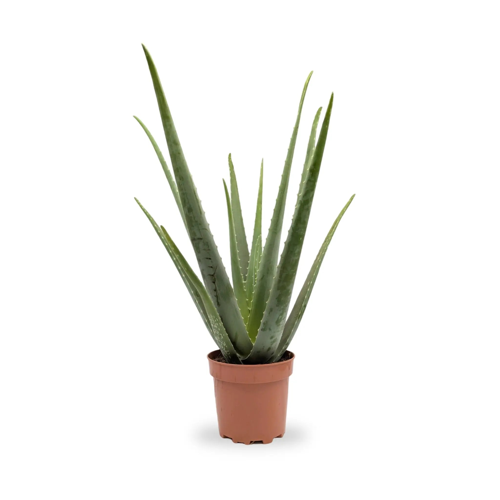 Aloe vera - Jade plant Leaf Culture