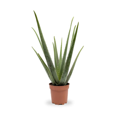 Aloe vera - Jade plant Leaf Culture