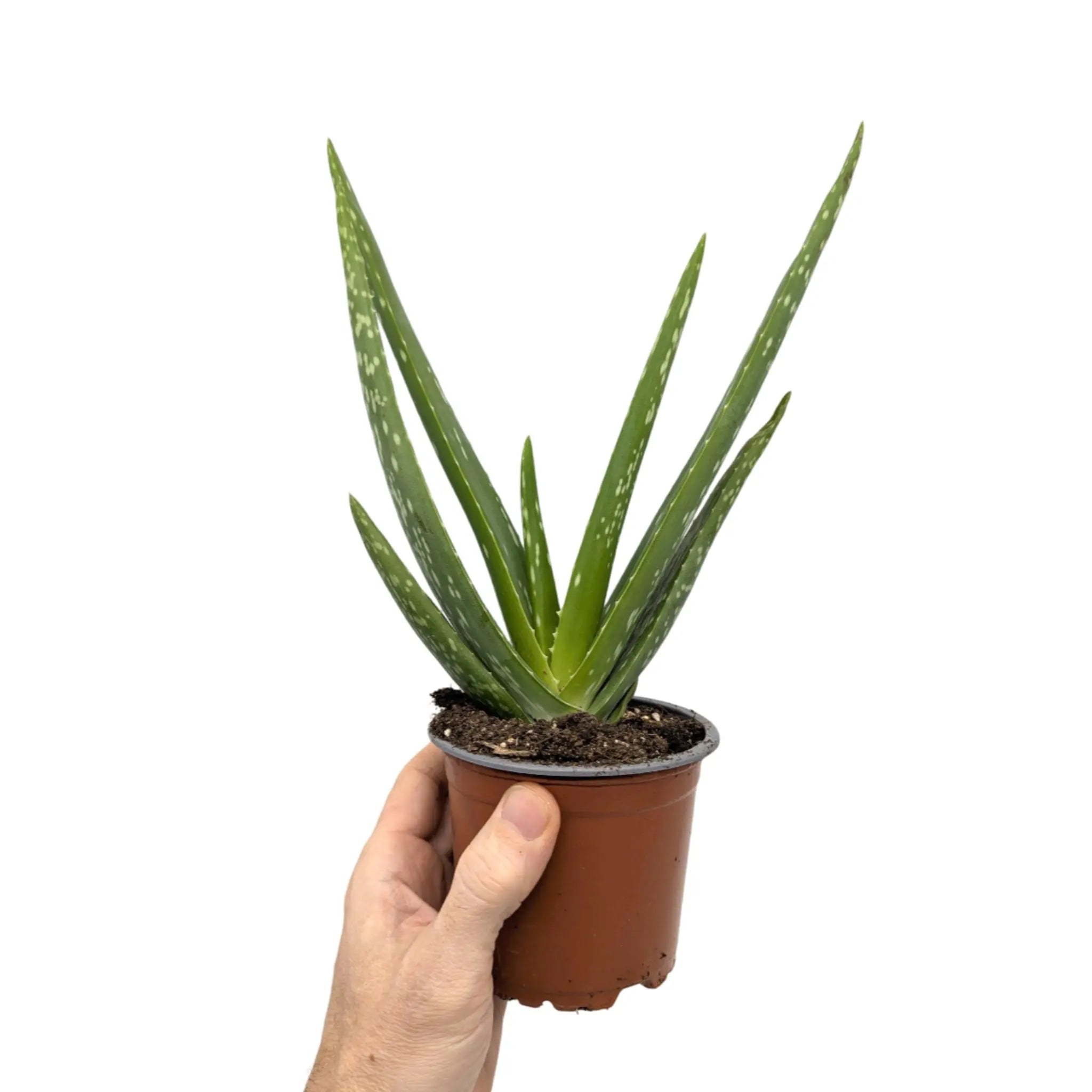 Aloe vera - Jade plant Leaf Culture