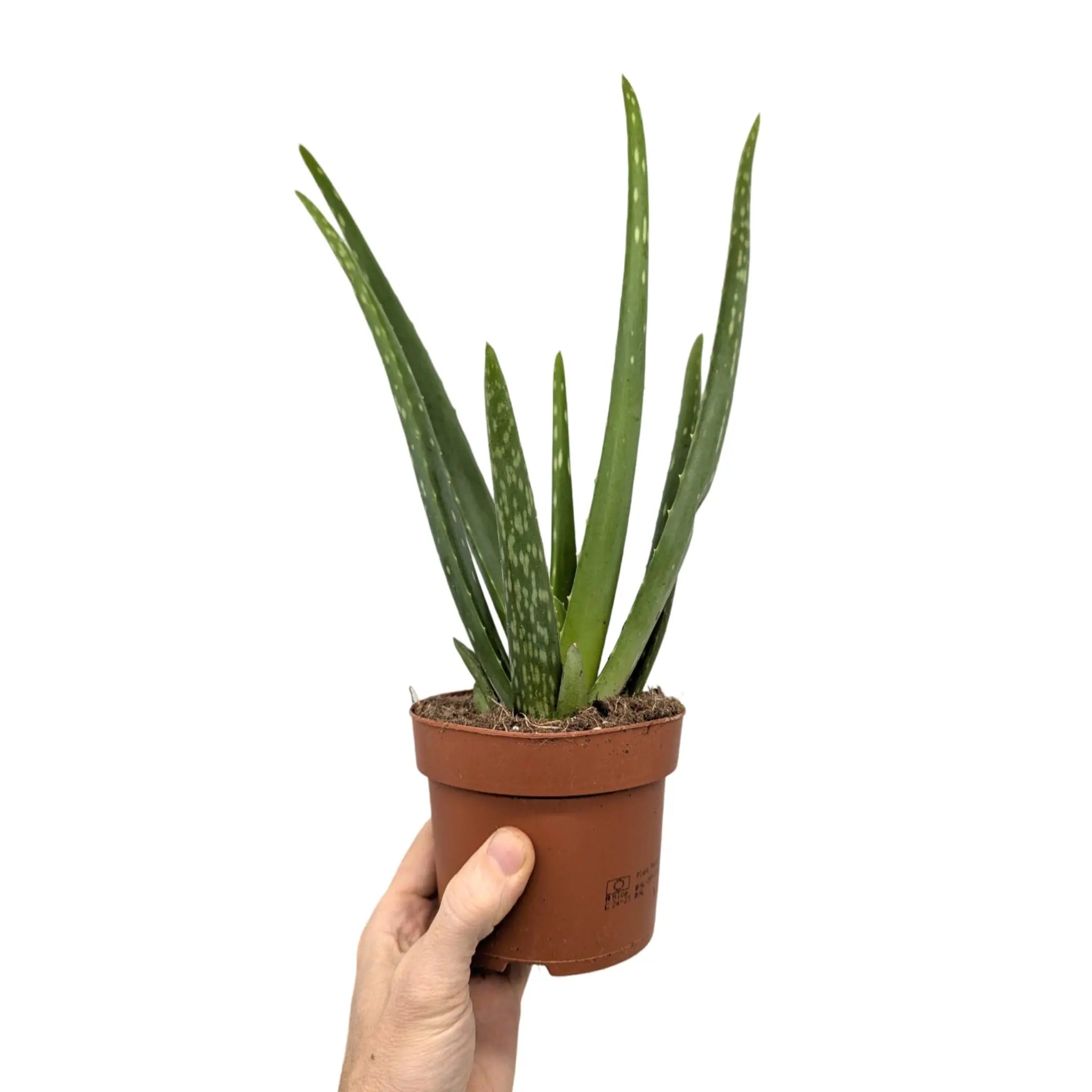 Aloe vera - Jade plant Leaf Culture