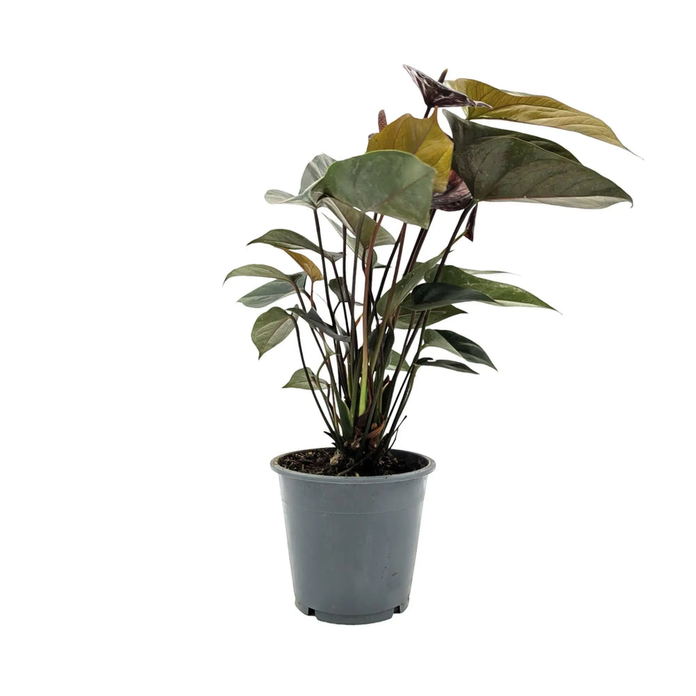 Anthurium Black Love - Dark Burgundy Flamingo Flower_1_main