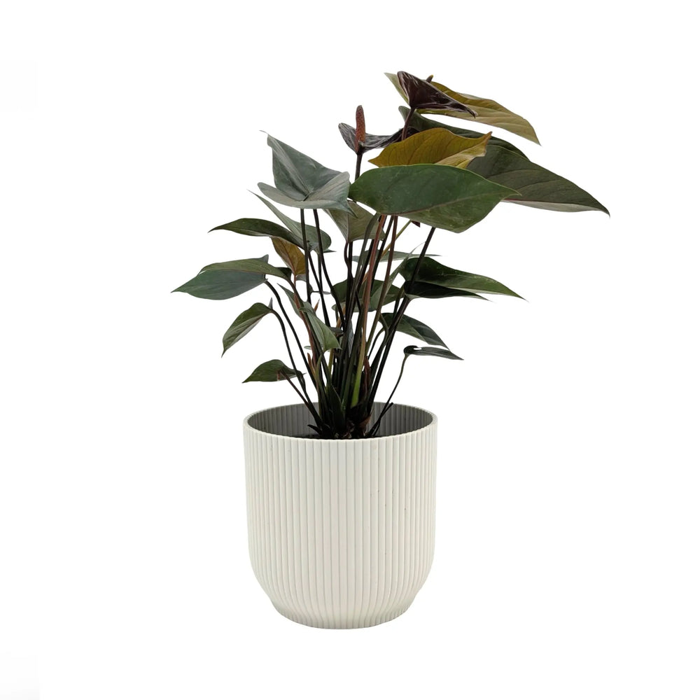 Anthurium Black Love - Dark Burgundy Flamingo Flower_2_main