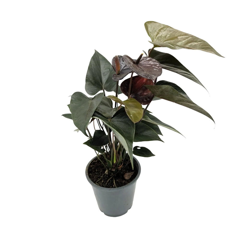 Anthurium Black Love - Dark Burgundy Flamingo Flower_4_main