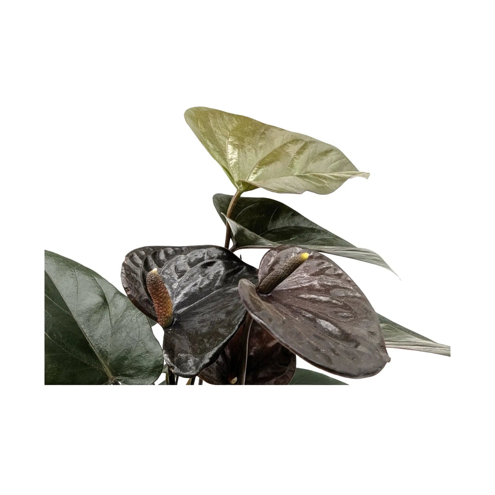 Anthurium Black Love - Dark Burgundy Flamingo Flower_5_main