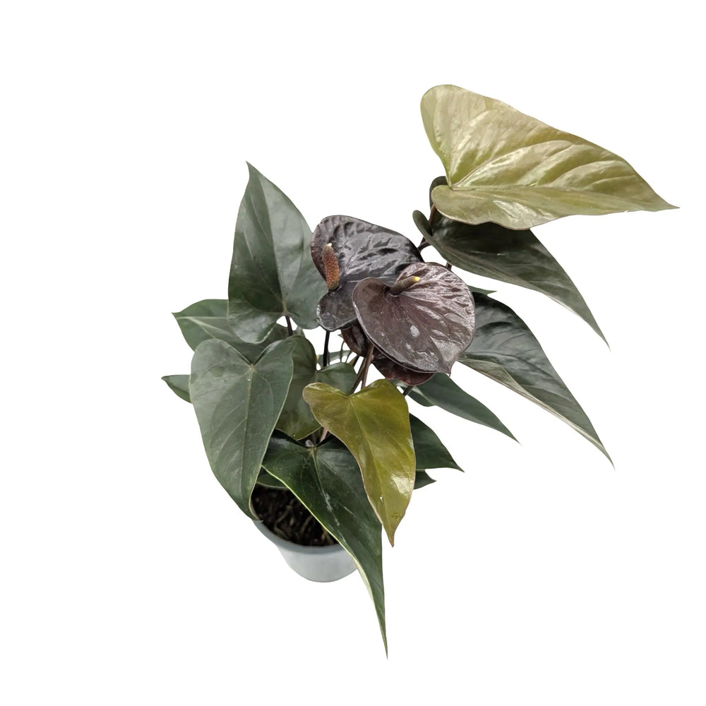 Anthurium Black Love - Dark Burgundy Flamingo Flower_6_main