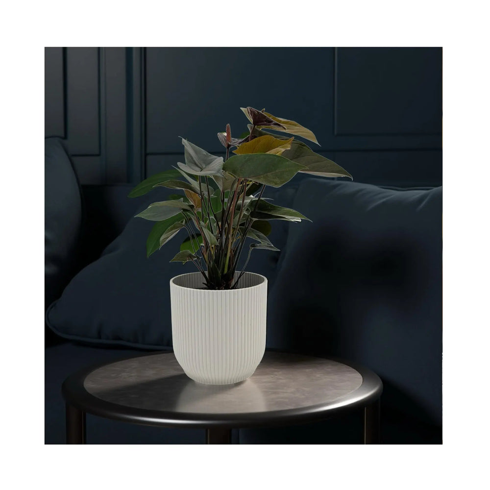 Anthurium Black Love - Dark Burgundy Flamingo Flower_3_main