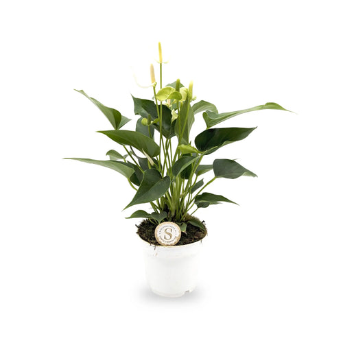 Anthurium Champion - White Leaf Culture