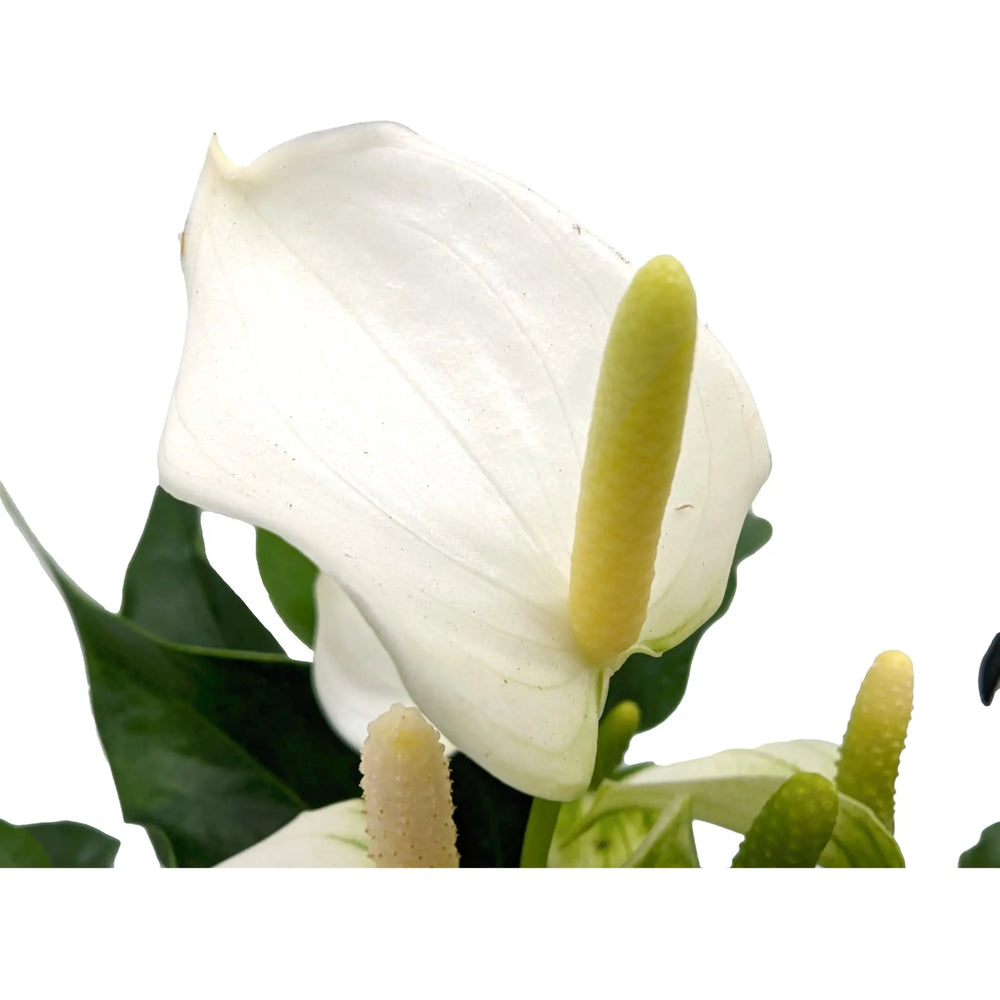 Anthurium Champion - White_5_thumb