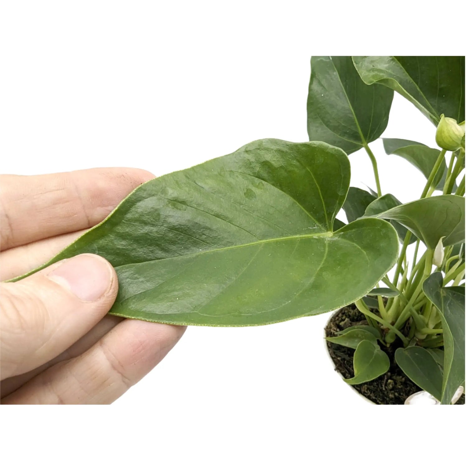 Anthurium Champion - White Leaf Culture
