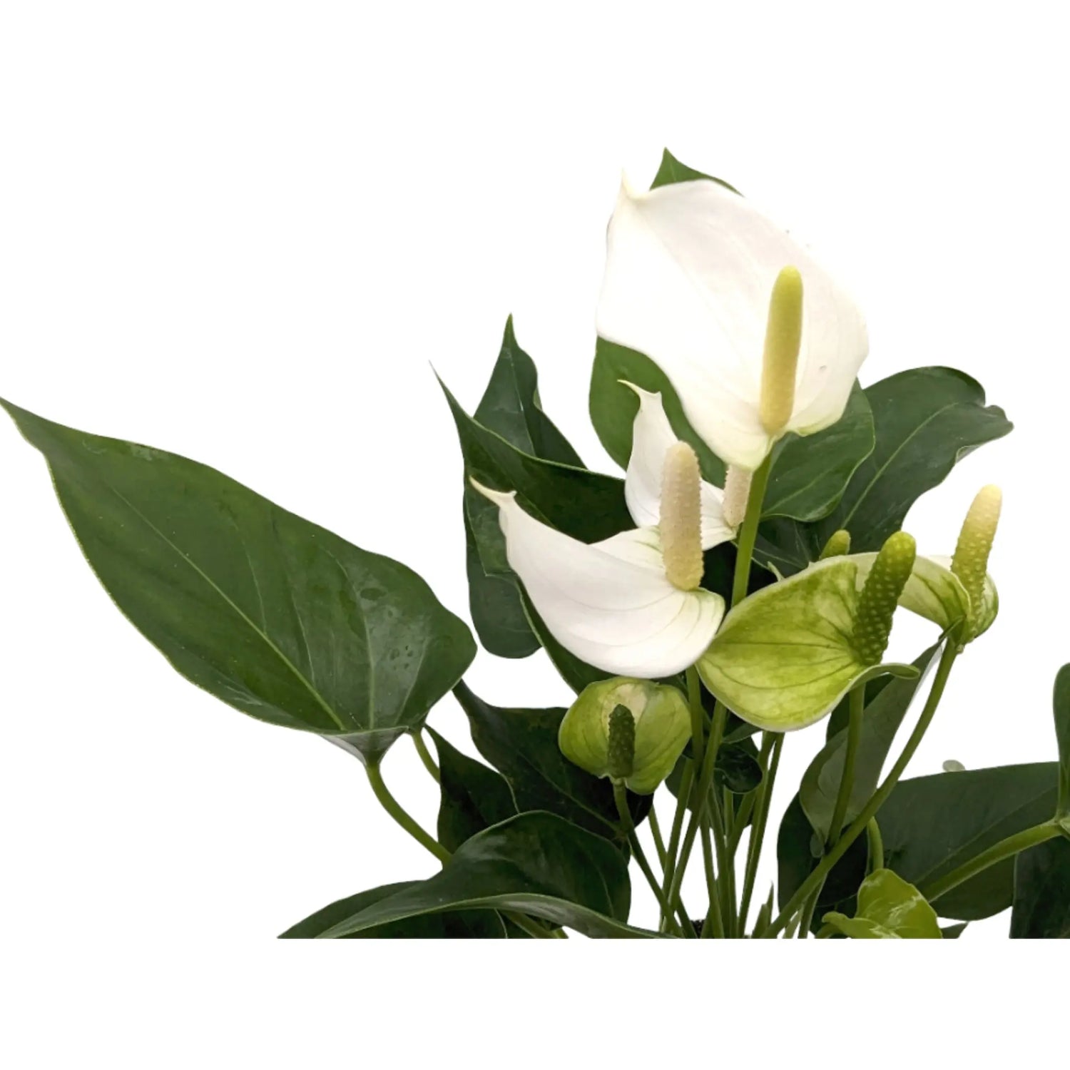 Anthurium Champion - White Leaf Culture