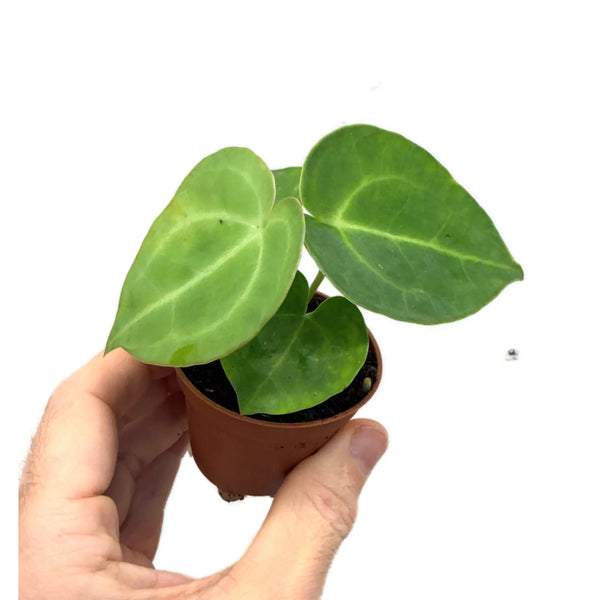 heartleaf anthurium Anthurium Clarinervium | Velvet Heartleaf - Bold White Veined Plant
