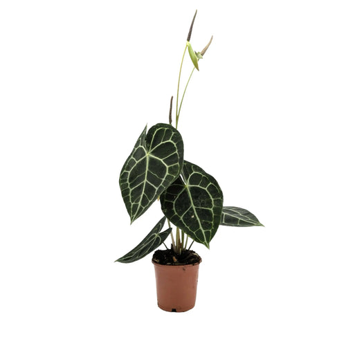 Anthurium Clarinervium | Velvet Heartleaf - Bold White Veined Plant