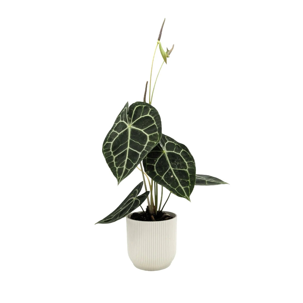 Anthurium Clarinervium | Velvet Heartleaf - Bold White Veined Plant_2_main