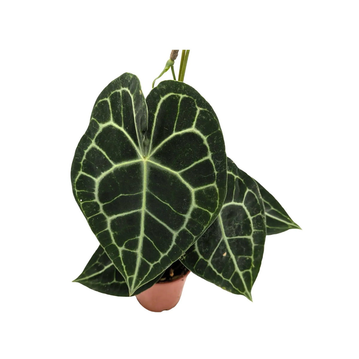 heartleaf anthurium Anthurium Clarinervium | Velvet Heartleaf - Bold White Veined Plant