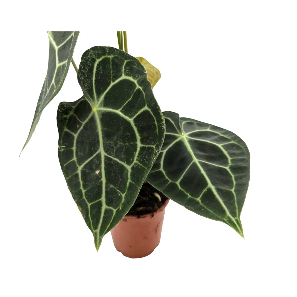 Anthurium Clarinervium | Velvet Heartleaf - Bold White Veined Plant_5_main