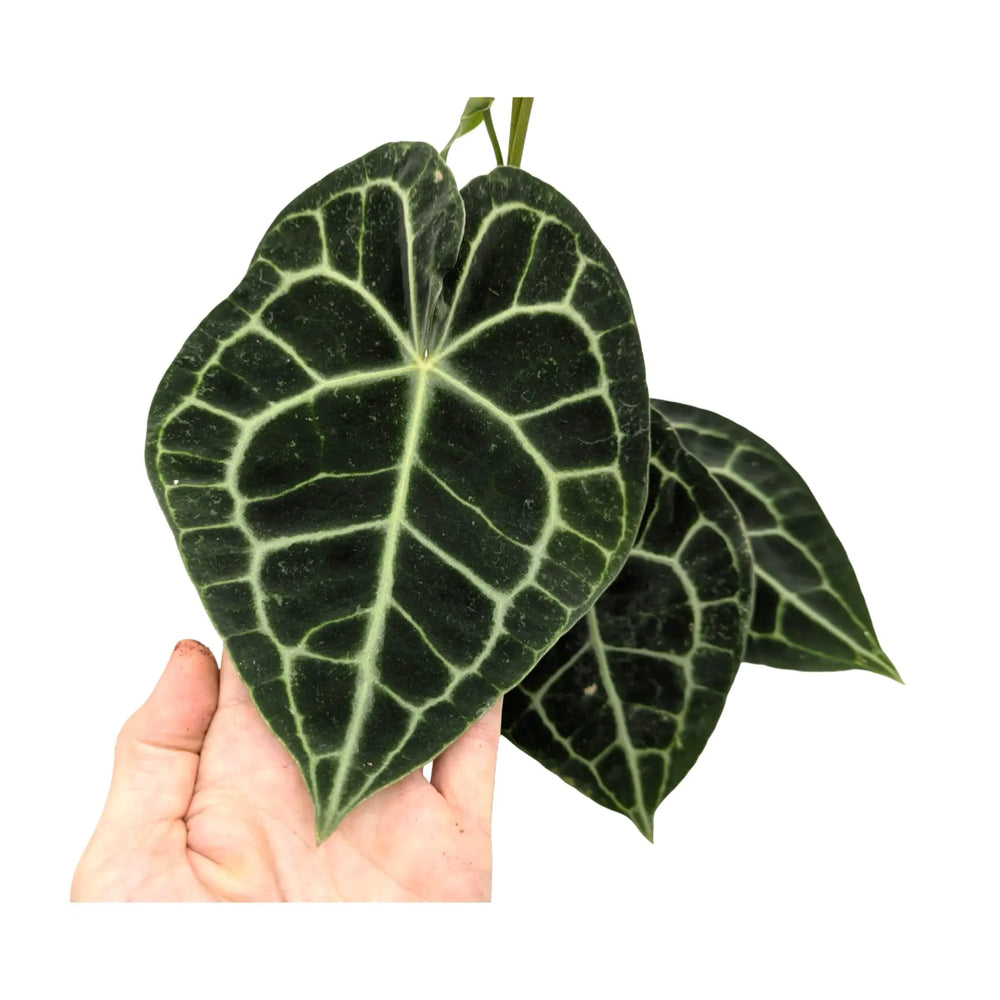Anthurium Clarinervium | Velvet Heartleaf - Bold White Veined Plant_6_main