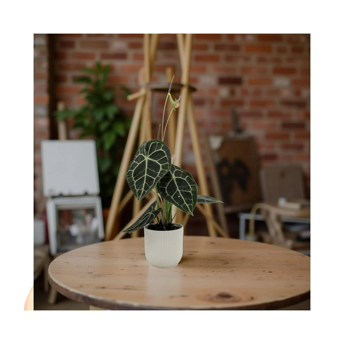 heartleaf anthurium Anthurium Clarinervium | Velvet Heartleaf - Bold White Veined Plant