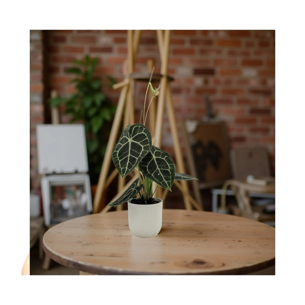 Anthurium Clarinervium | Velvet Heartleaf - Bold White Veined Plant_7_main