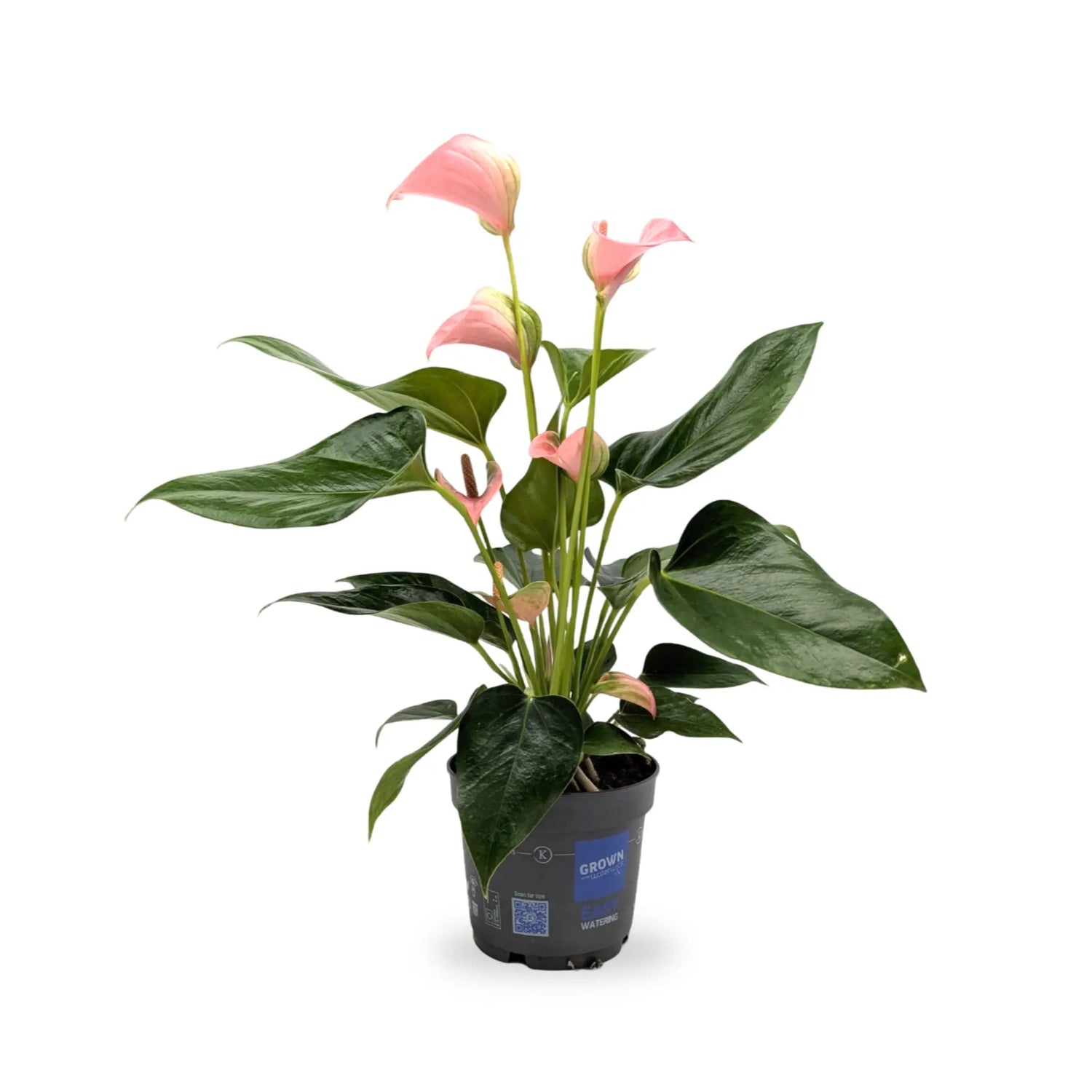 Anthurium Karma Joli Pink Leaf Culture